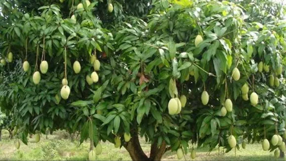 दशहरी आम